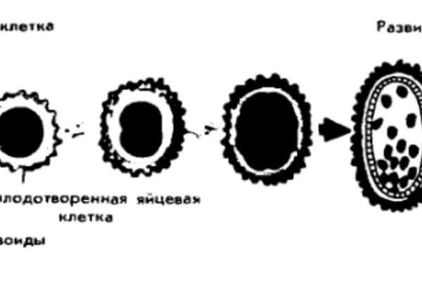 Кракен зеркала официальные