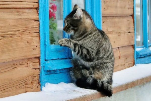 Кракен интернет площадка